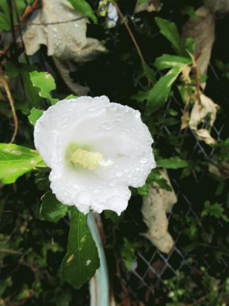 IMG_1449.JPG