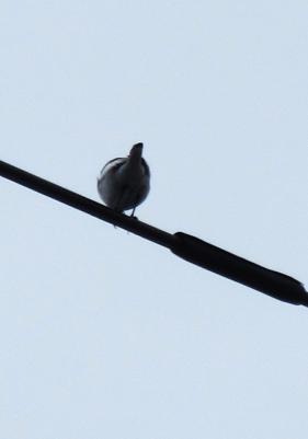 IMG_1464.JPG