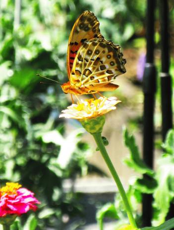 IMG_1816.JPG