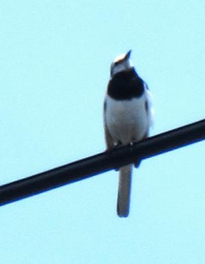 IMG_2852.JPG