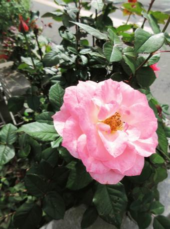 IMG_2860.JPG