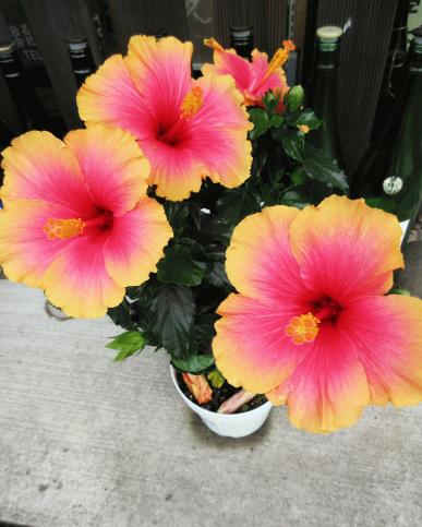 IMG_2985.JPG