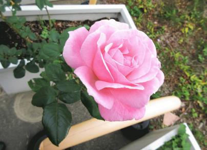 IMG_3256.JPG