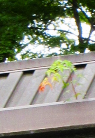 IMG_5821.JPG