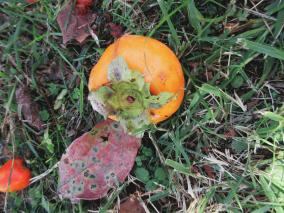 IMG_6590.JPG