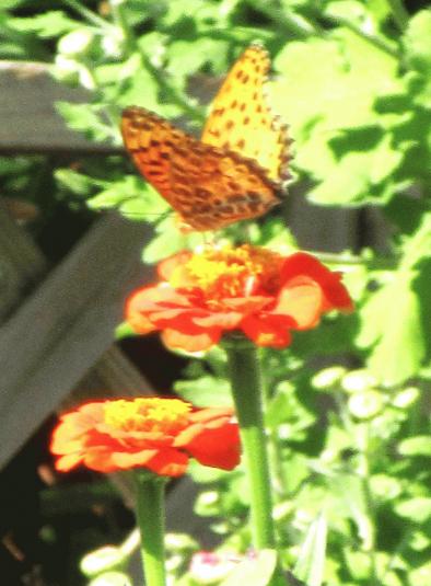 IMG_6933.JPG