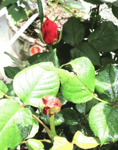 IMG_8250.JPG