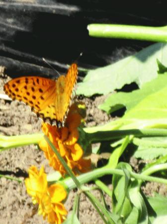 IMG_2503.JPG