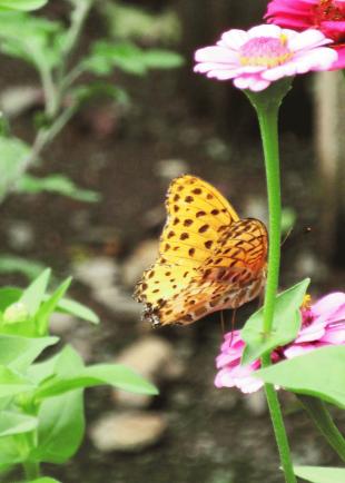 IMG_2739.JPG
