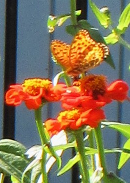 IMG_7134.JPG