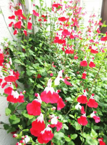 IMG_8574.JPG