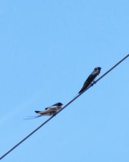 IMG_9441.JPG