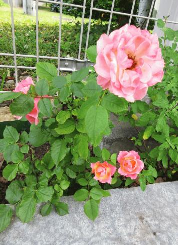 IMG_9579.JPG