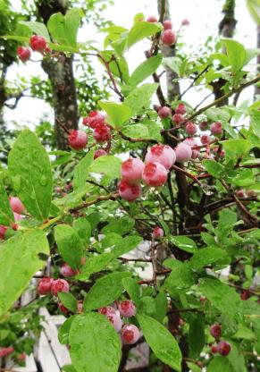 IMG_0959.JPG