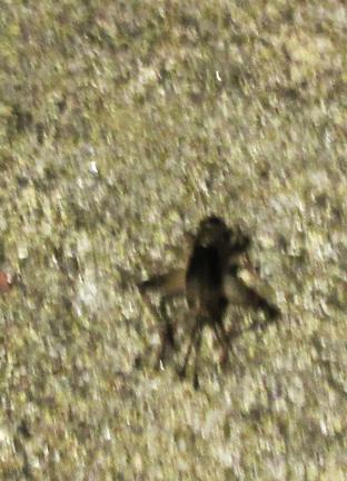 IMG_6535.JPG
